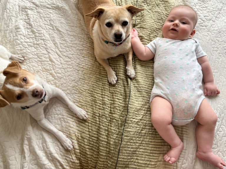 Preparing Your Dog for Your Baby’s Arrival – The Ultimate Guide